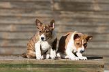 BASENJI 153